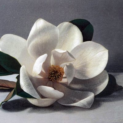 Magnolia-Grandiflora_GA