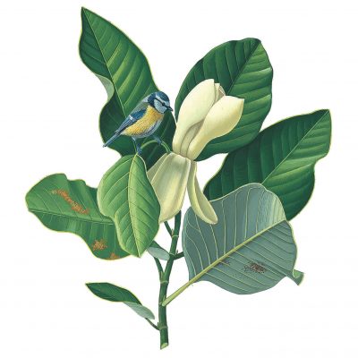 magnolia_GA